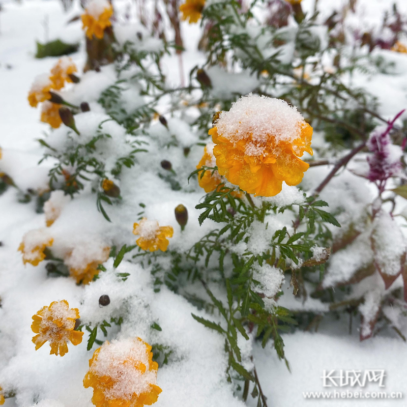 雪中花.網友 曾旭 攝