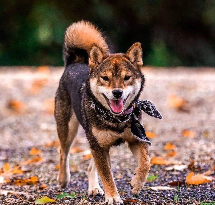 救命啊！这里有只柴犬，烤糊了