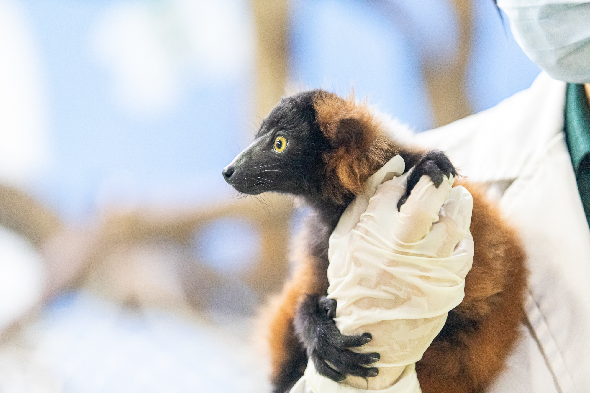 动物美食大揭秘跟着长隆保育员感受动物的幸福生活