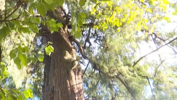 昆明黑龙潭公园为300棵古树“做CT”