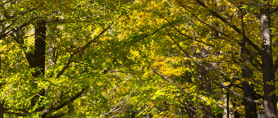 见证青岛之美 这份八大关观赏落叶指南请收好！