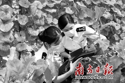 海关关员查看出口农作物生长情况。黄埔海关供图