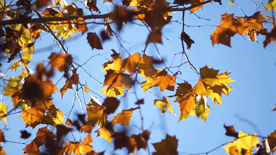 400_225gif 动态图 动图