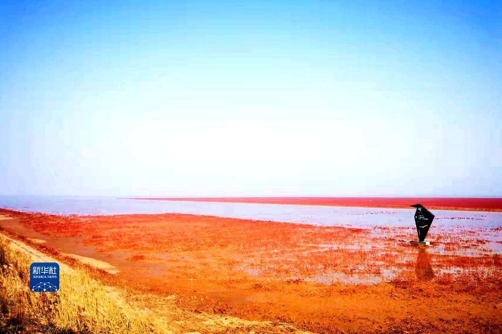 人工引回的“原住民”翅碱蓬，在黄河三角洲形成“红地毯”美景。（新华社记者陈灏 摄）