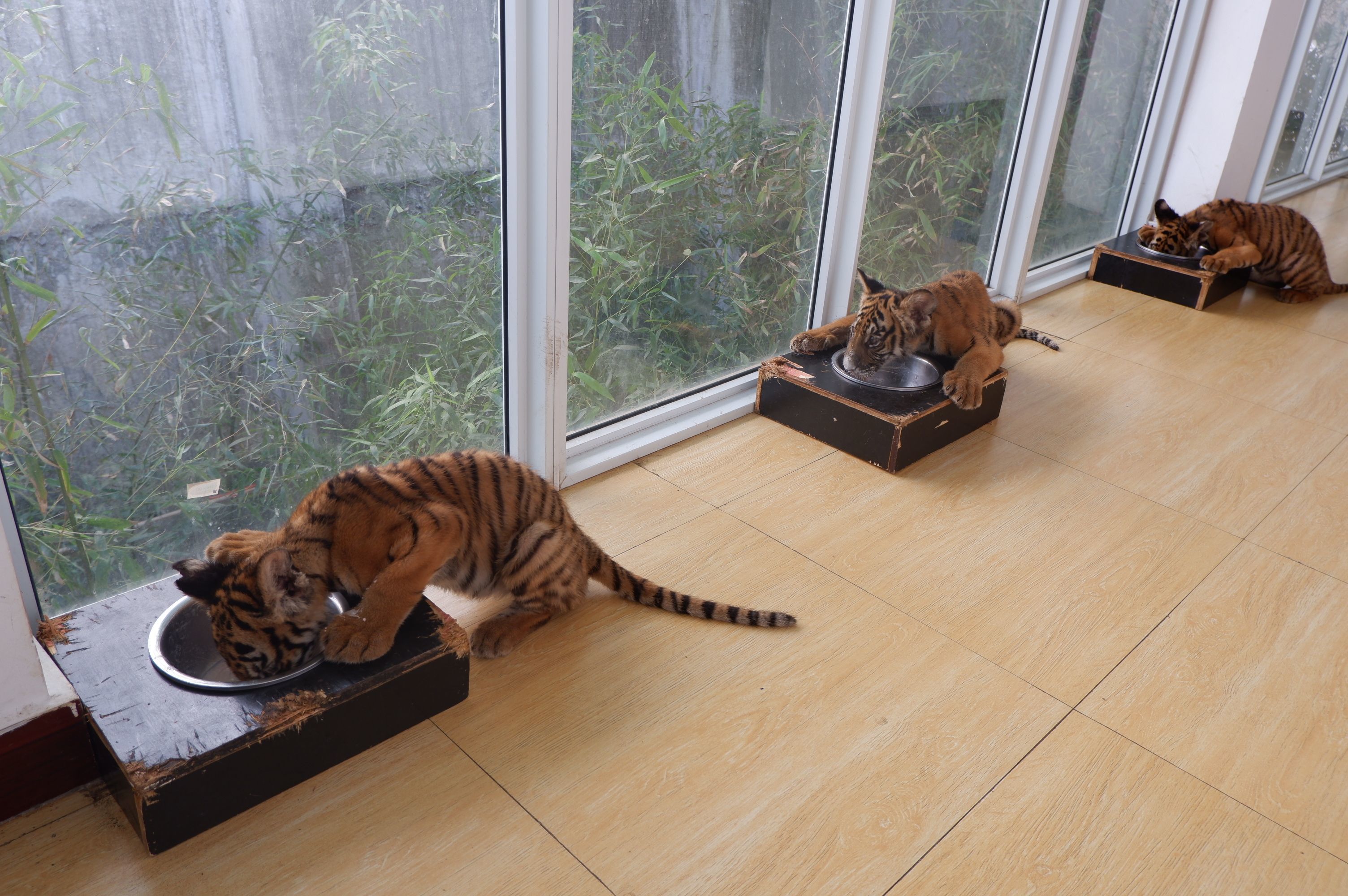 洛阳新添9只华南虎圈养华南虎逐渐壮大