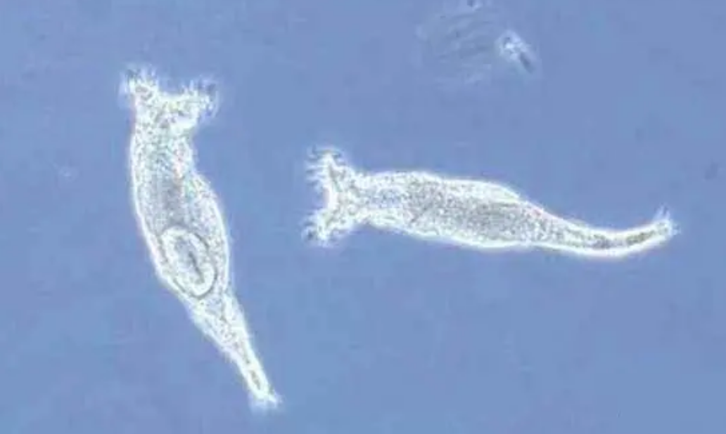 华为如何做一条单基因的蛭形轮虫