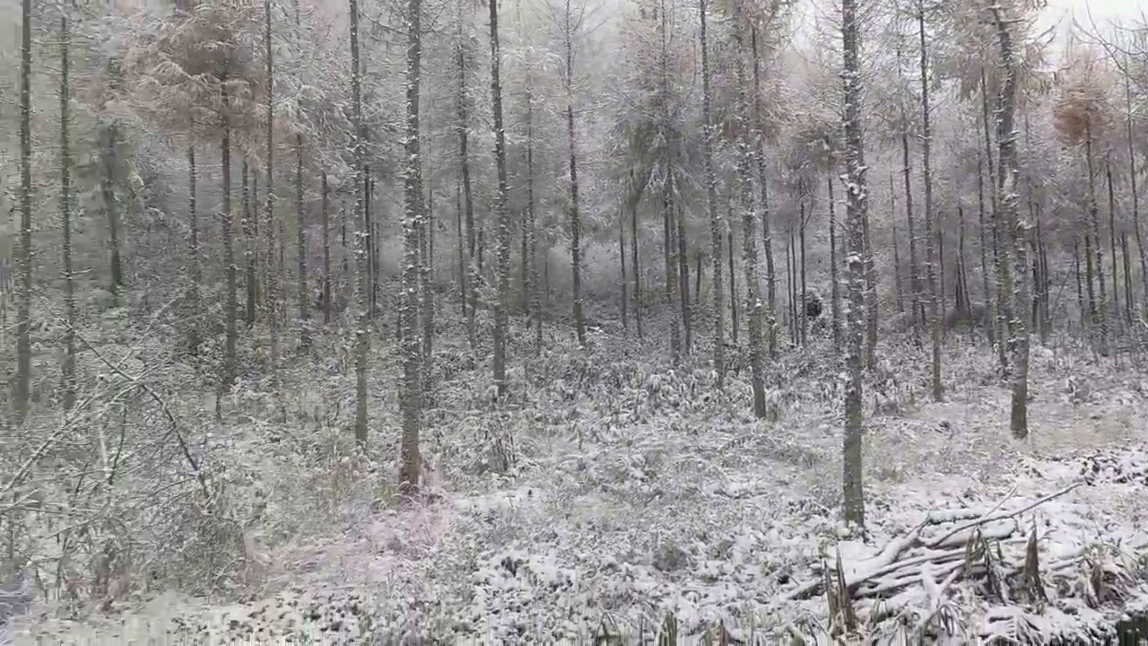 重庆开启“一秒入冬模式”，这几个地方都下雪了……