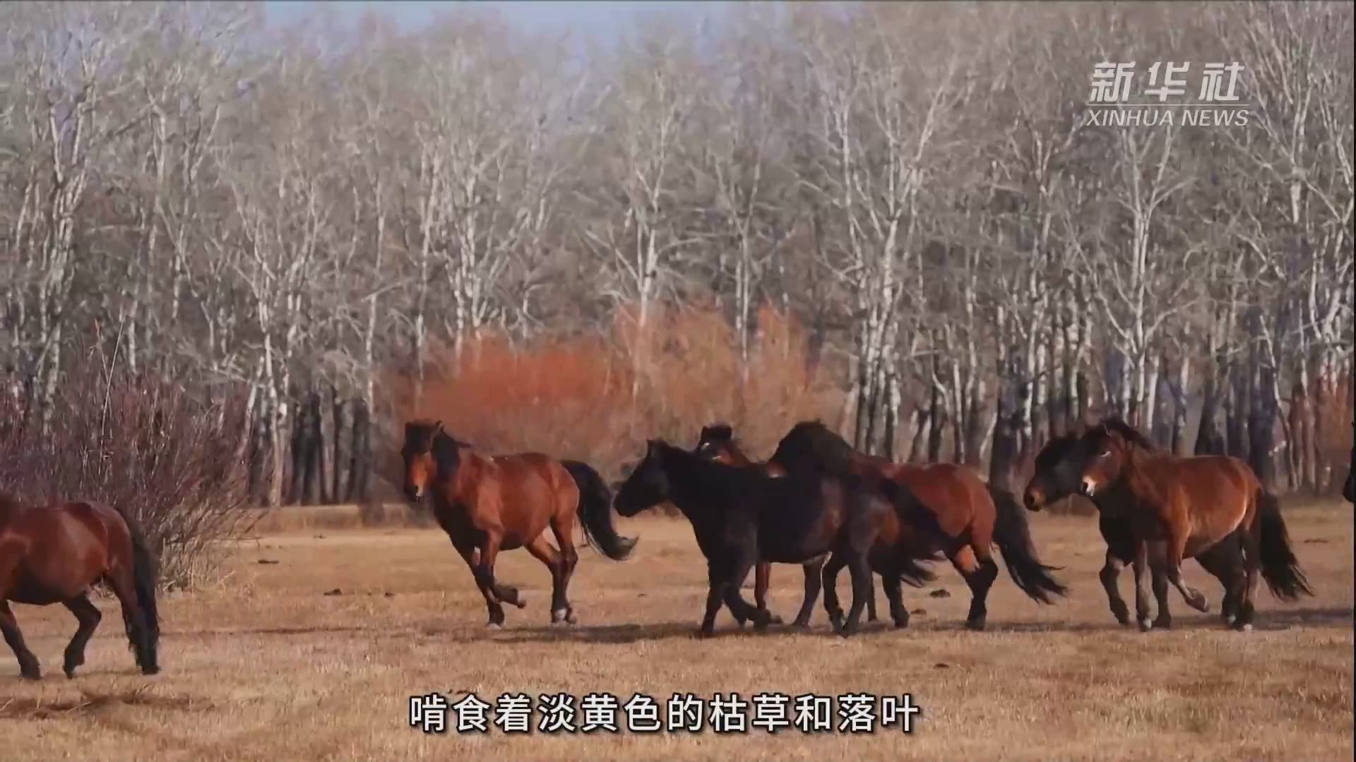 新疆阿勒泰：河谷深处有牧场