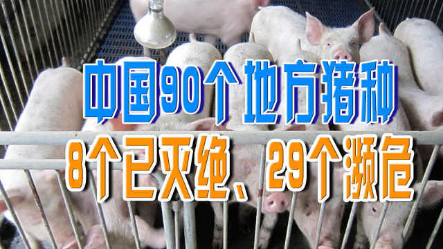 中国90个地方猪种，8个已灭绝、29个濒危