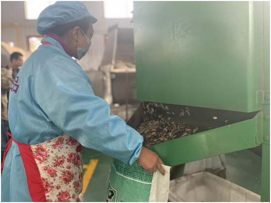 图为大槐树村瓜子深加工扶贫车间内正在包装瓜子的工人　高铭泽　摄