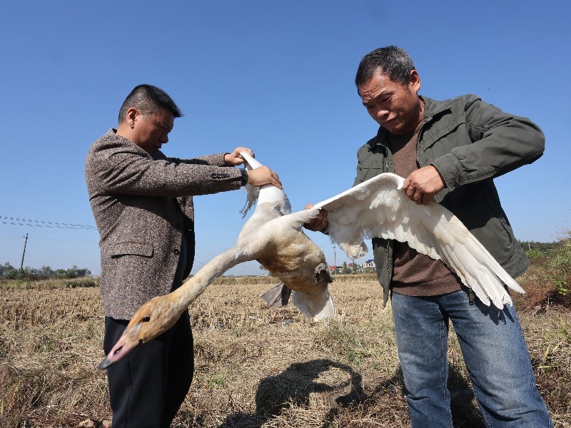 江西东乡：受伤小天鹅“迫降” 民警村民合力救助