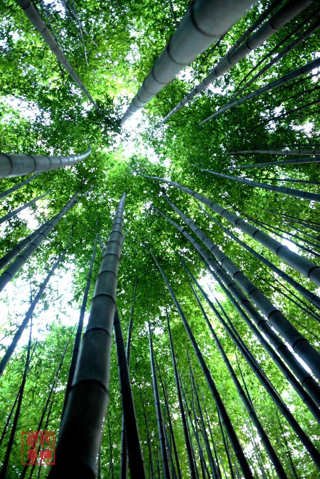 待“疫”散云开，一起相约陇南“绝色人间”