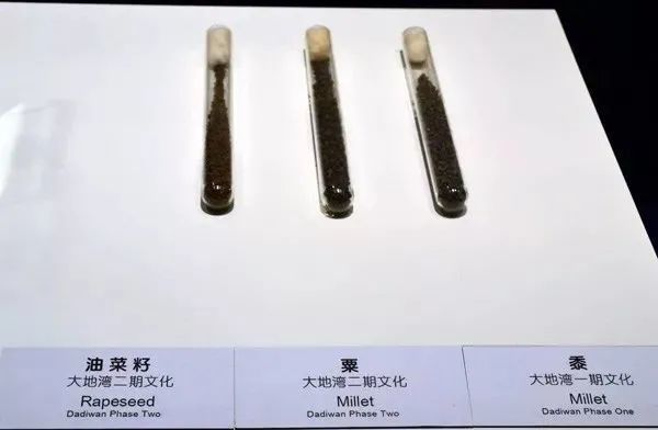 ▲ 图片来源：大地湾博物馆官网。