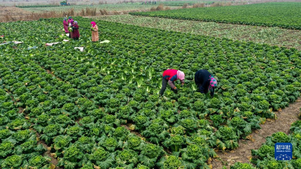 11月4日,河北省唐山市丰南区王兰庄镇高先甸村的菜农在蔬菜基地收获大