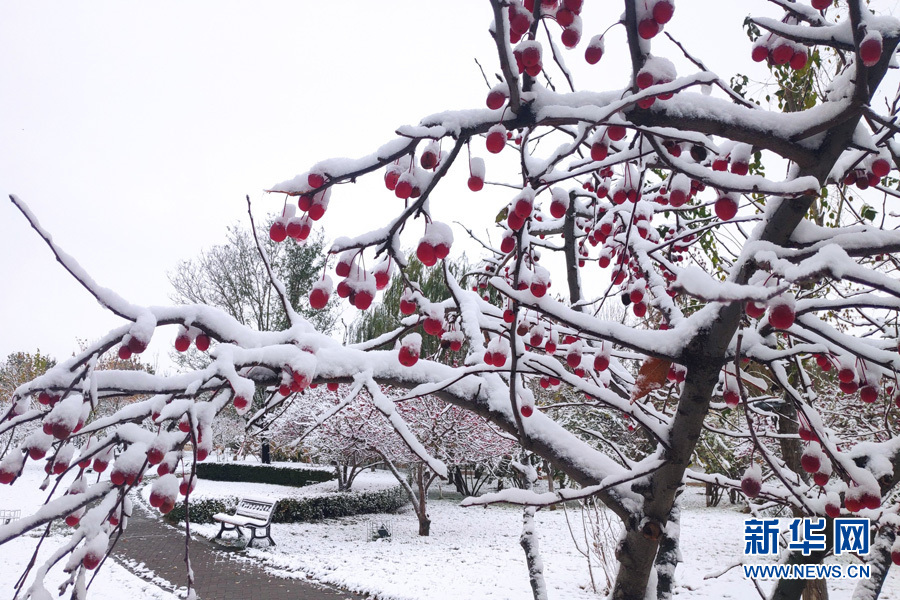 正定云居湖公园内，红白交织，美成一幅画。吴广庆摄