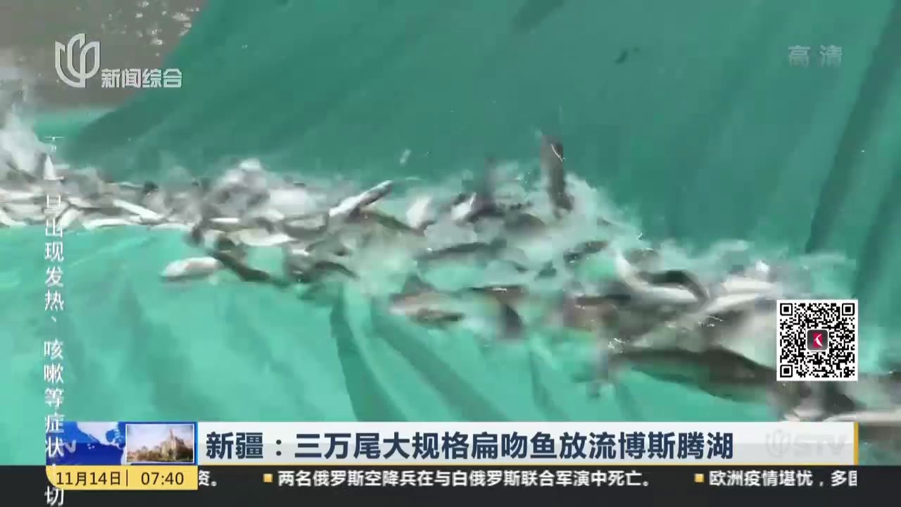 新疆：三万尾大规格扁吻鱼放流博斯腾湖