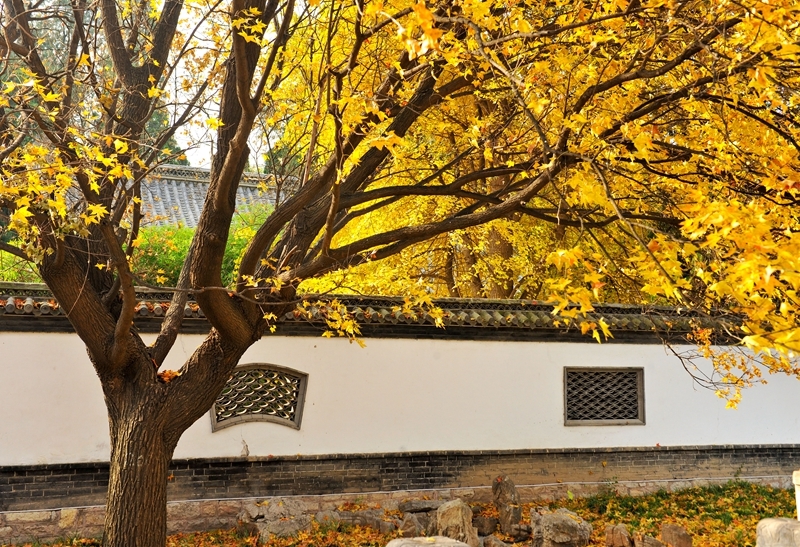 青州古城偶园佳山堂外景色