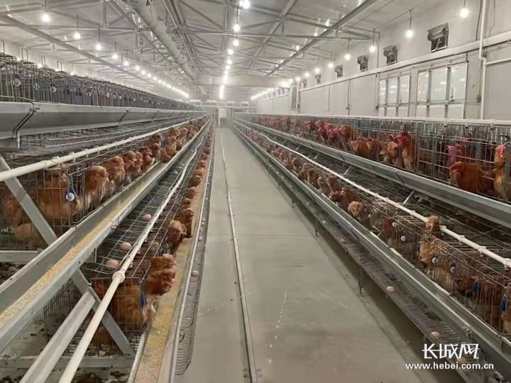 河北遵化肉鸡养殖加工场。河北省农业农村厅 供图