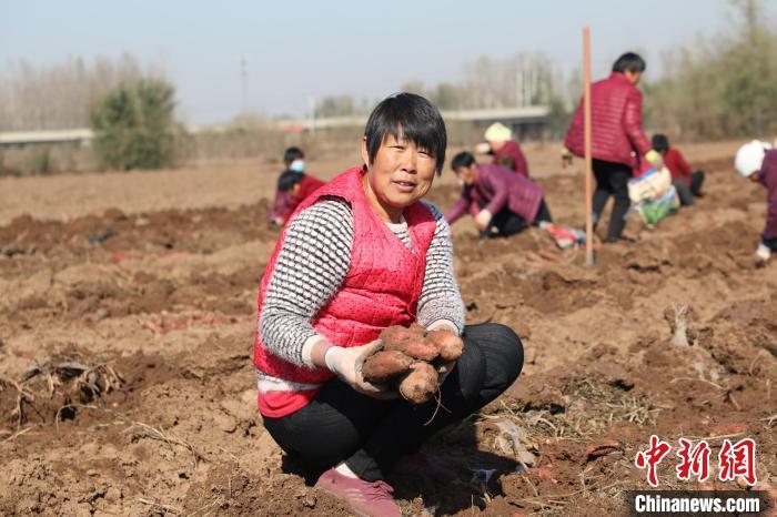 河北平乡种地农民变股东走上共同富裕路