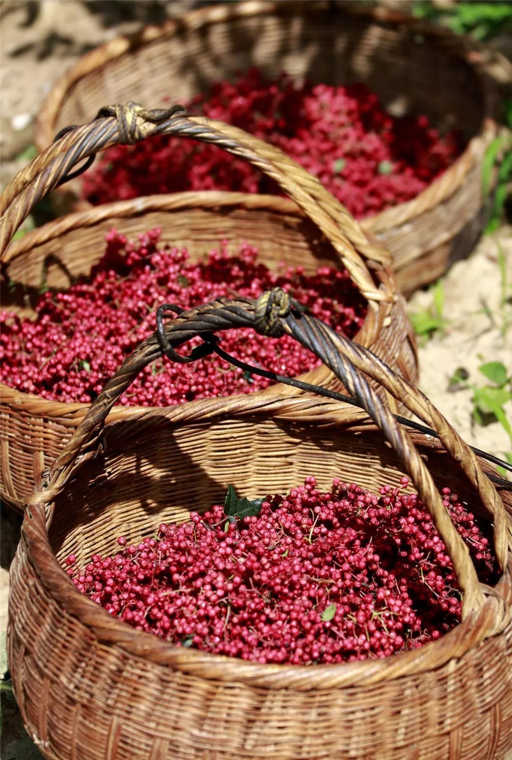 陇南大红袍花椒