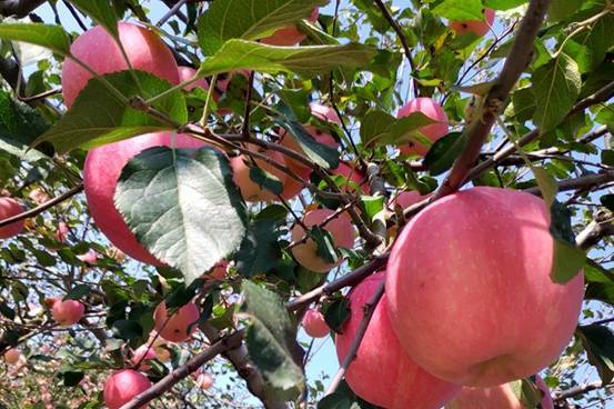 从白领到新农人,段力引的苹果创业记