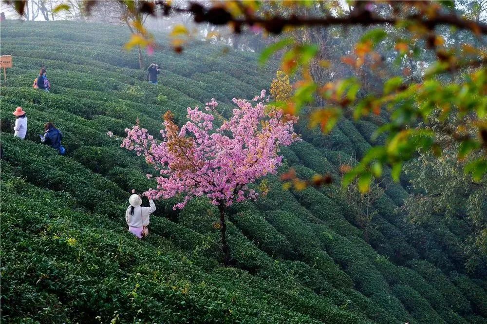 再过两周,无量山冬樱将迎来最佳观赏期!你与春天的距离,就差了一个大理_凤凰网
