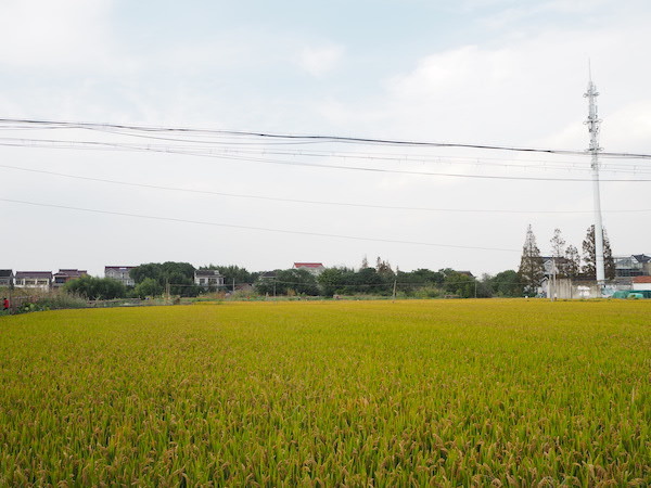 福泉山遗址景区附近金色稻田