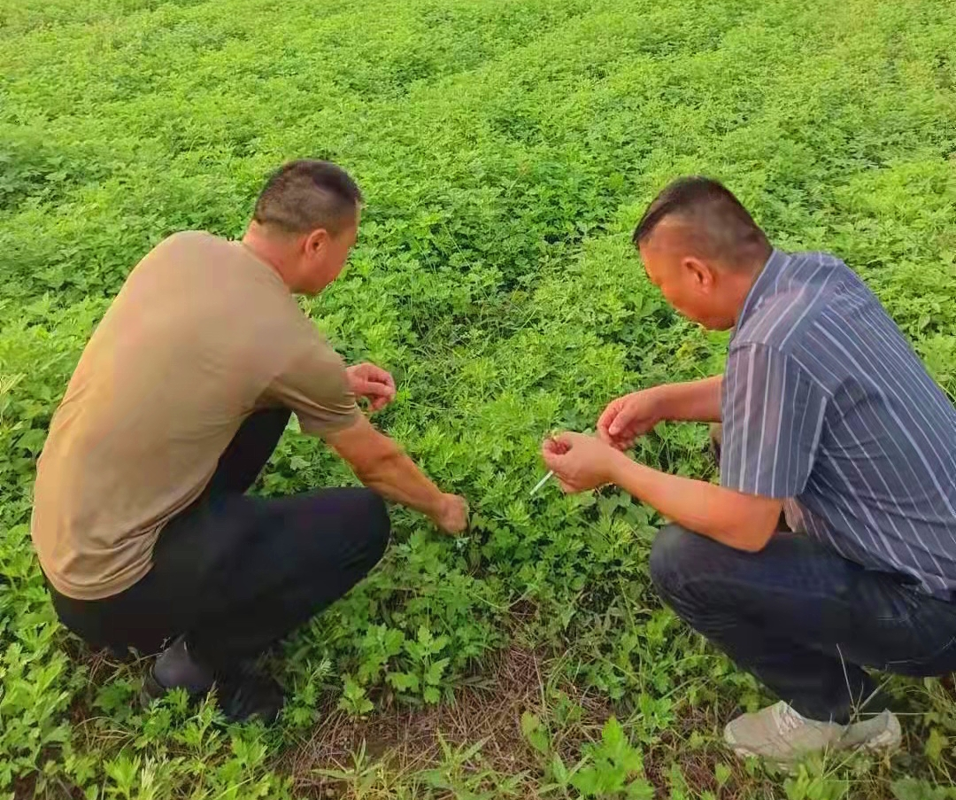 认真选购艾草苗 