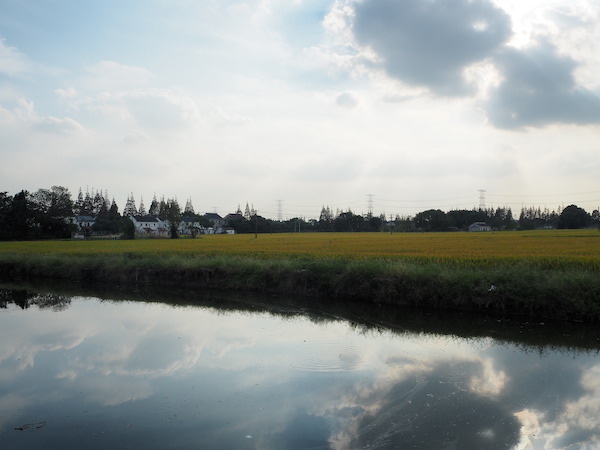 福泉山遗址景区附近的稻田和小溪
