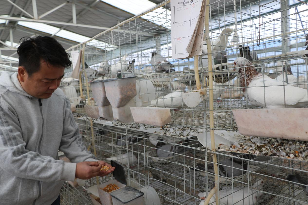 鲁山县三山村双母蛋鸽基地领跑蛋鸽养殖