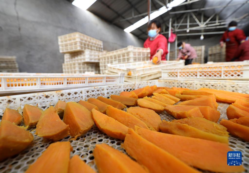 11月18日，在河北省行唐县口头镇一家红薯干生产基地，农户在制作红薯干。