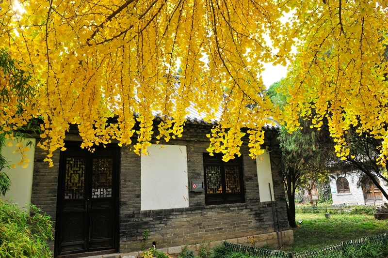 青州古城偶园佳山堂绿格前银杏叶