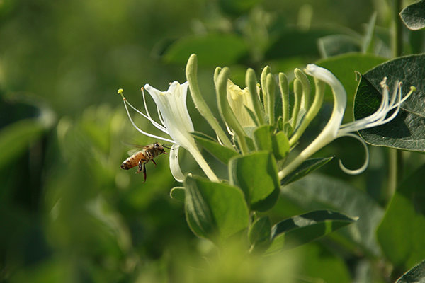 "巨花一号"金银花(邢台市中药材综合试验推广站供图)