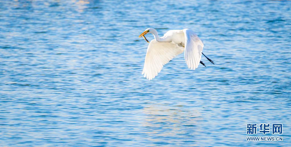 一只白鹭在水中觅食。新华网发（王文博 摄）