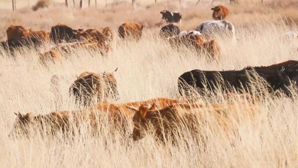 “风吹草低见牛羊”，新疆10万只牲畜冬季转场进入尾声