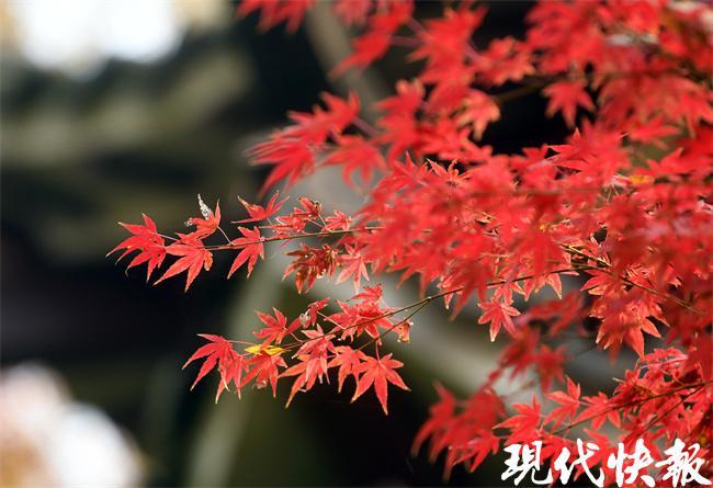 南京中山植物園紅了60多種楓樹展別樣楓情