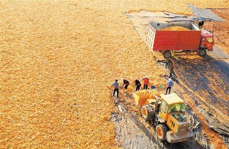 近日，在张掖市甘州区山丹河畔一处玉米晾晒场上，工人正在装运玉米。新甘肃·甘肃日报通讯员 杨永伟
