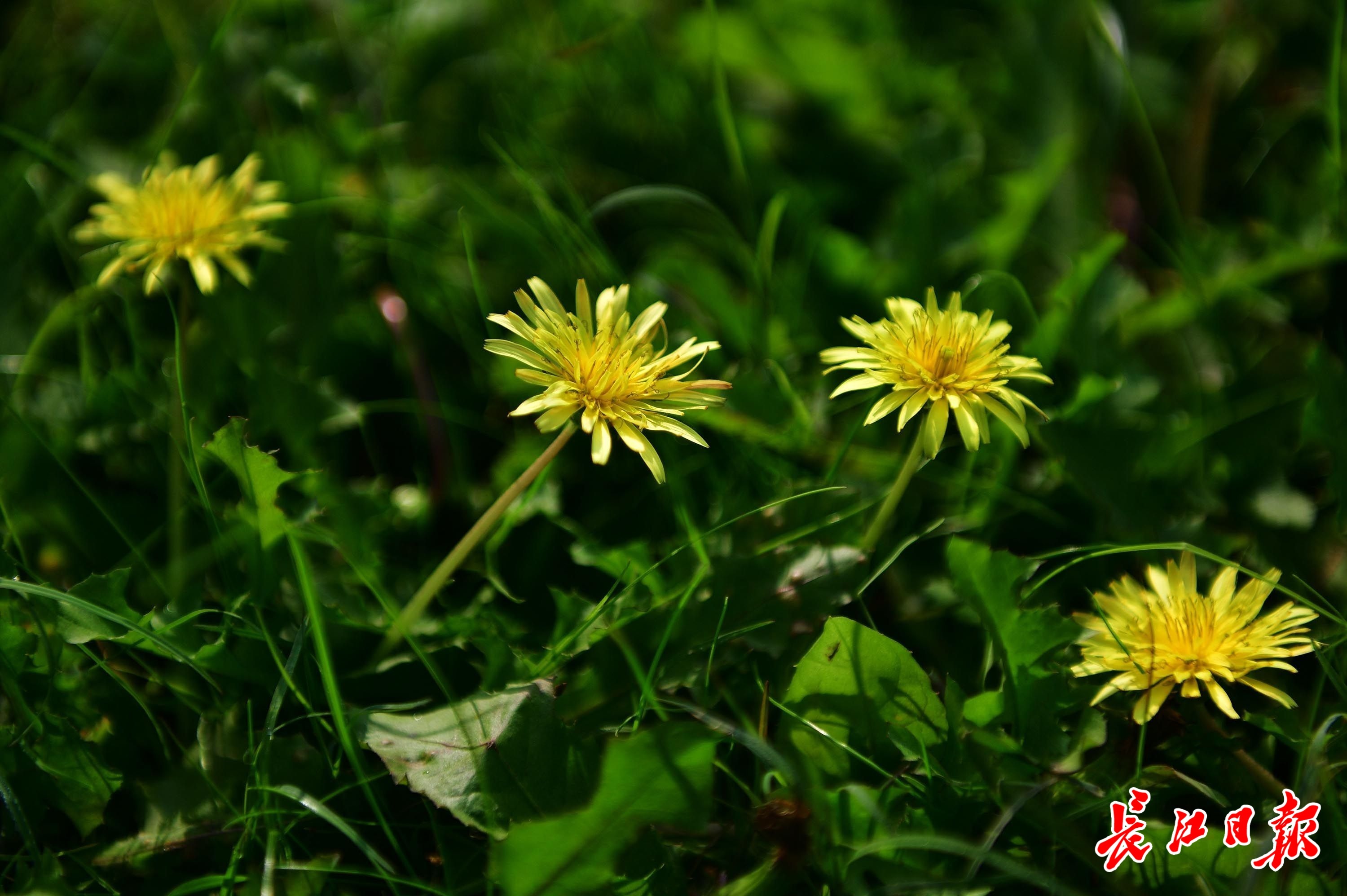 綠草茵茵萌娃吹蒲公英