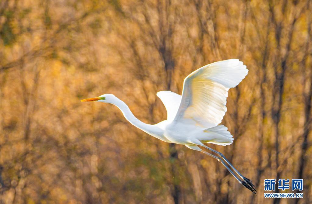 飞翔的白鹭与河畔的树木相映成画。新华网发（王文博 摄）