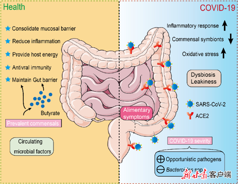 兰大研究表明:健康的肠道菌群可预防新冠病毒入侵肠道_凤凰网