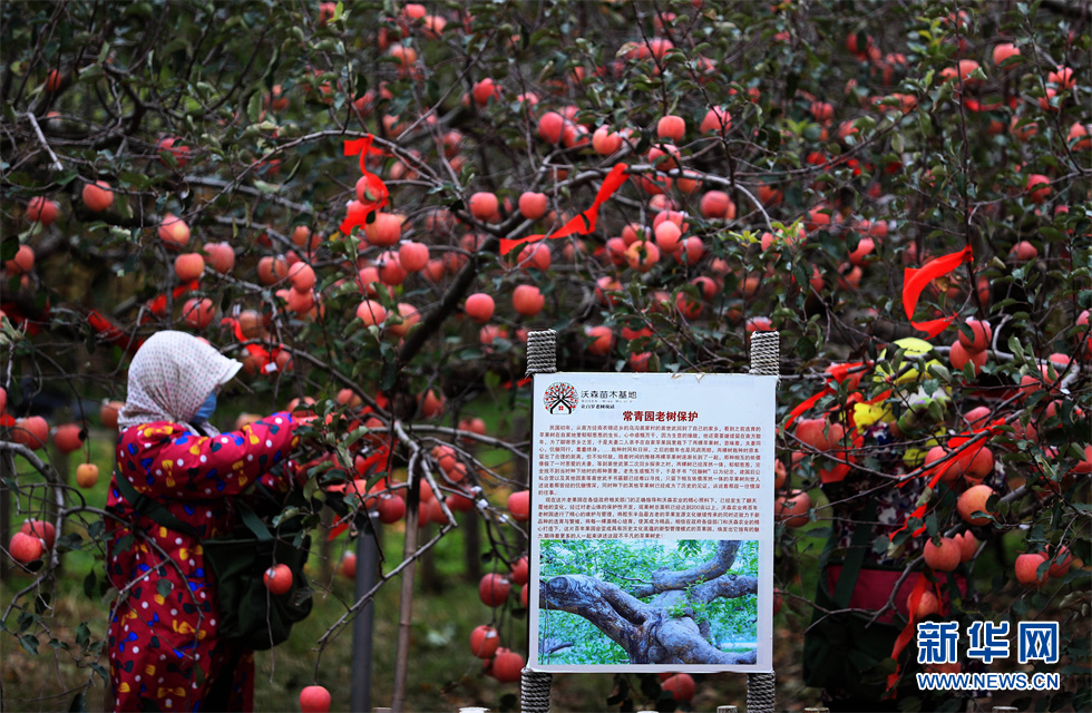 11月9日，山东省烟台市蓬莱区刘家沟镇的果农在烟台沃森农业科技有限公司苗木基地内的苹果耄耋园采摘苹果。
