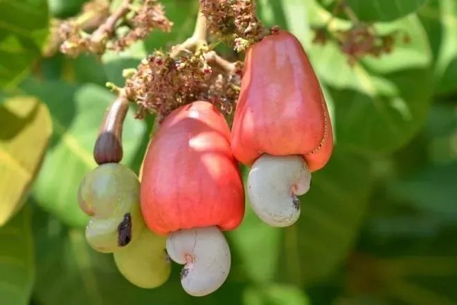 奶味甜香酥脆爽口的特优紫皮腰果快到年底了家里得常备点