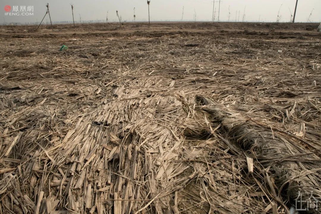 10月23日,小河镇,干枯的庄稼遮住土地,延缓了土地变干.