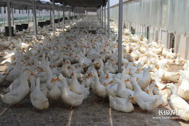 沧州市献县大力发展肉鸭全产业链。河北省农业农村厅 供图
