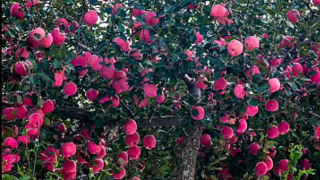 又到一年苹果丰收季