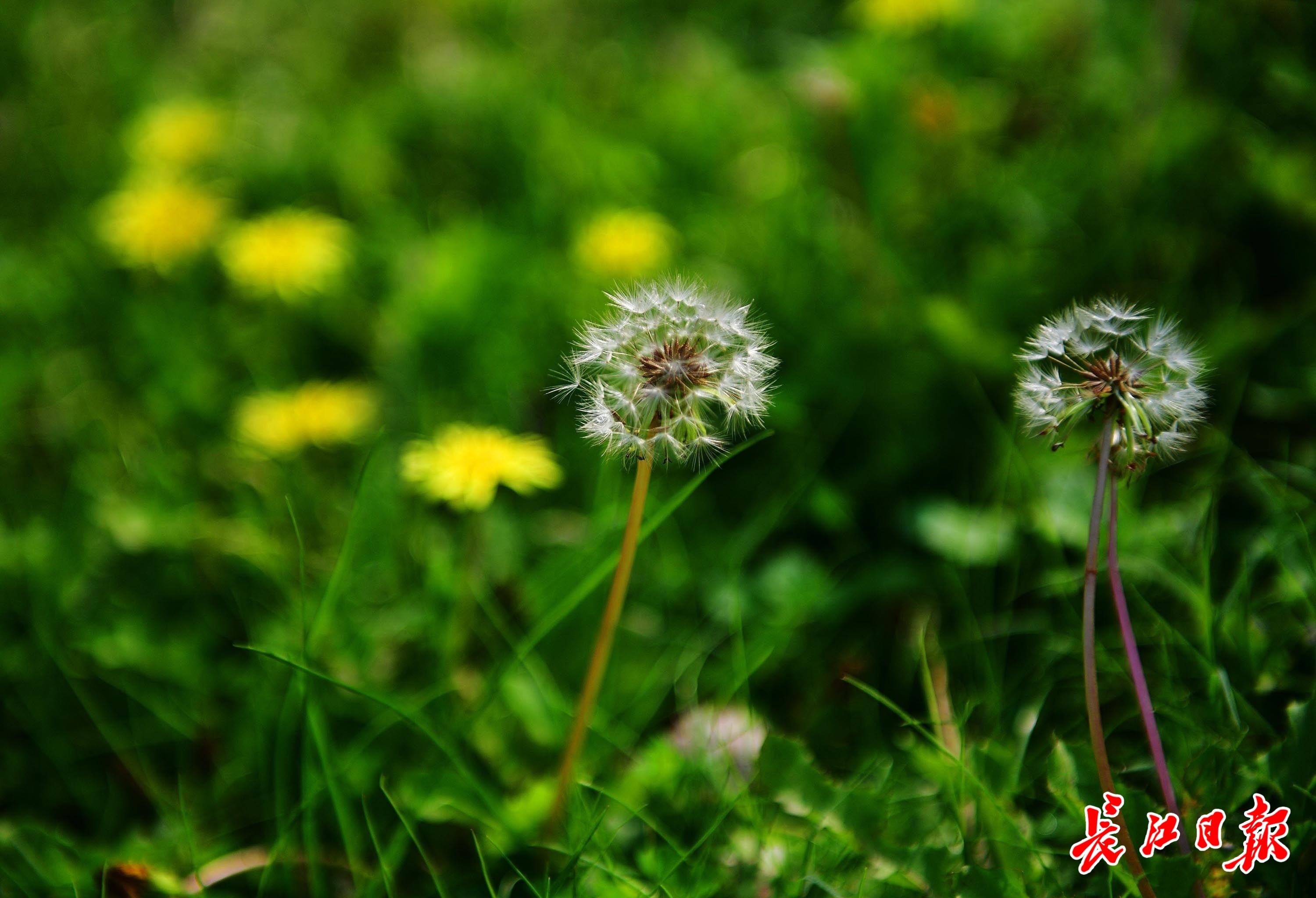 绿草茵茵萌娃吹蒲公英