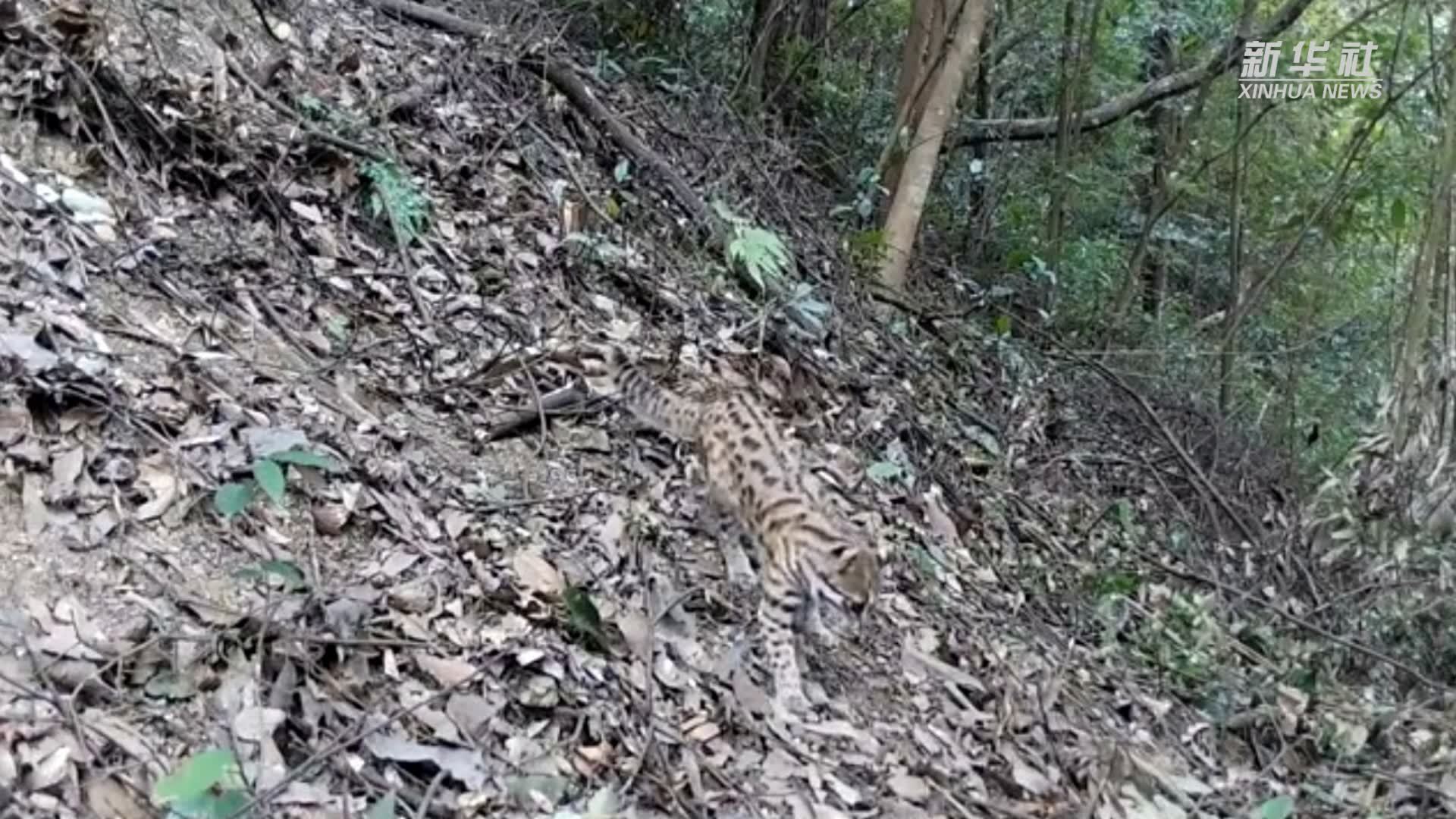 南山国家公园出现多只豹猫活动身影
