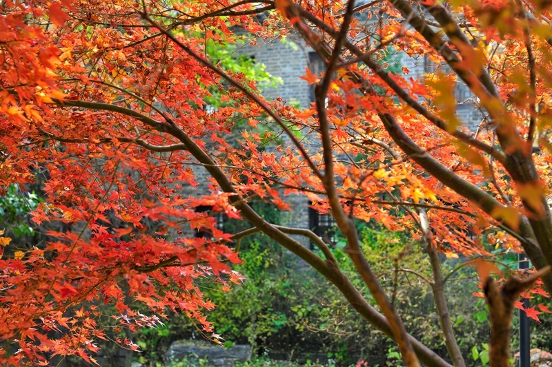 青州古城偶园容膝亭旁林荫小道红叶