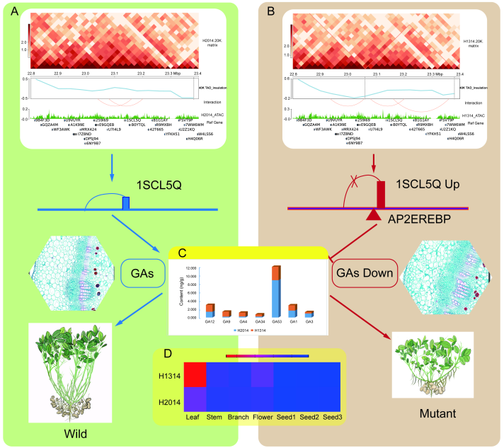 河南农业大学殷冬梅教授团队发布首个花生三维基因组图谱