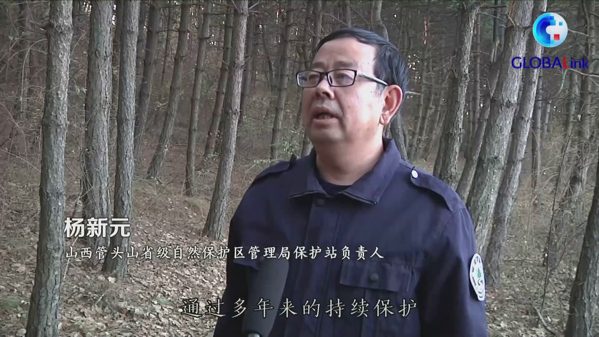 全球连线｜数量持续增加 10只珍稀褐马鸡同框觅食